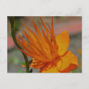 Postal fotográfica de la flor amarilla naranja