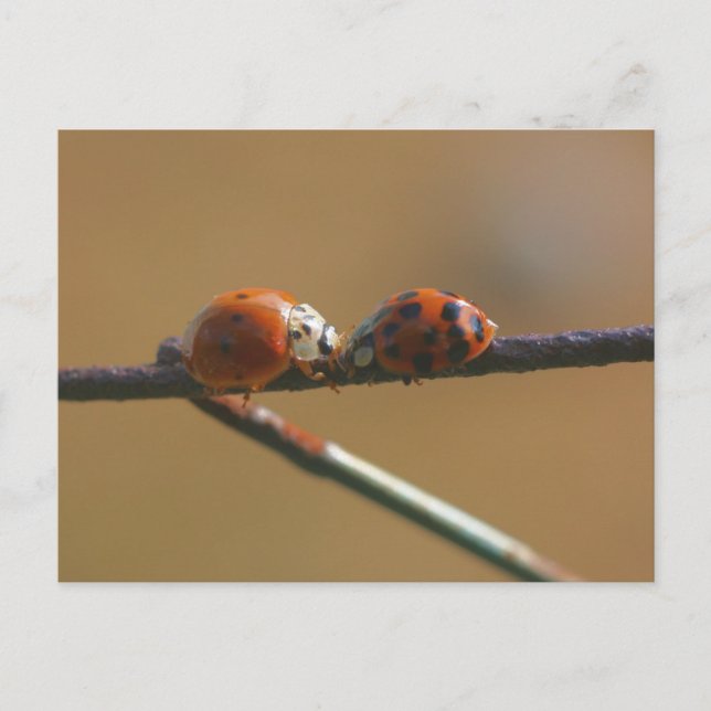 Postal fotográfica de la naturaleza de los amigos  (Anverso)