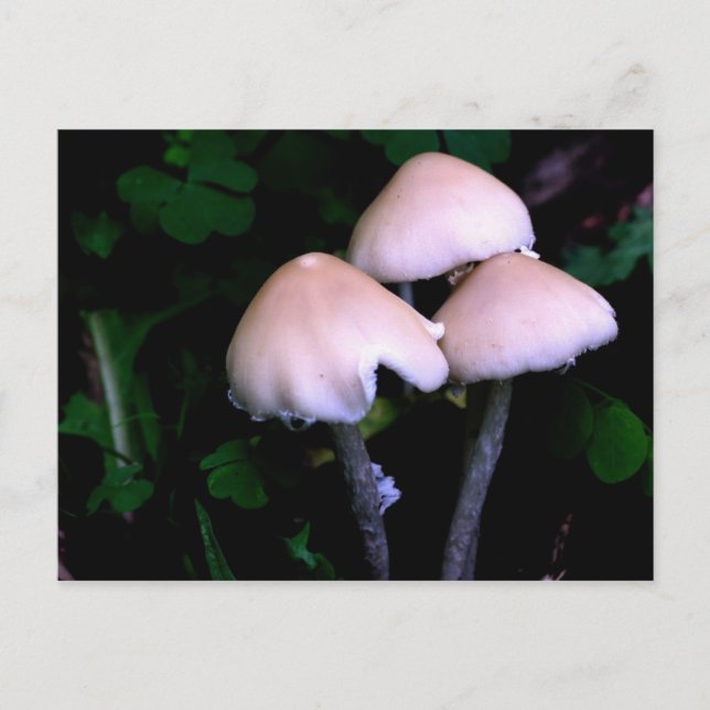 Postal fotográfica de la naturaleza de los hongos  (Anverso)
