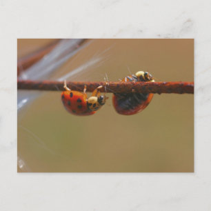 Postal fotográfica de la naturaleza de los Ladybug