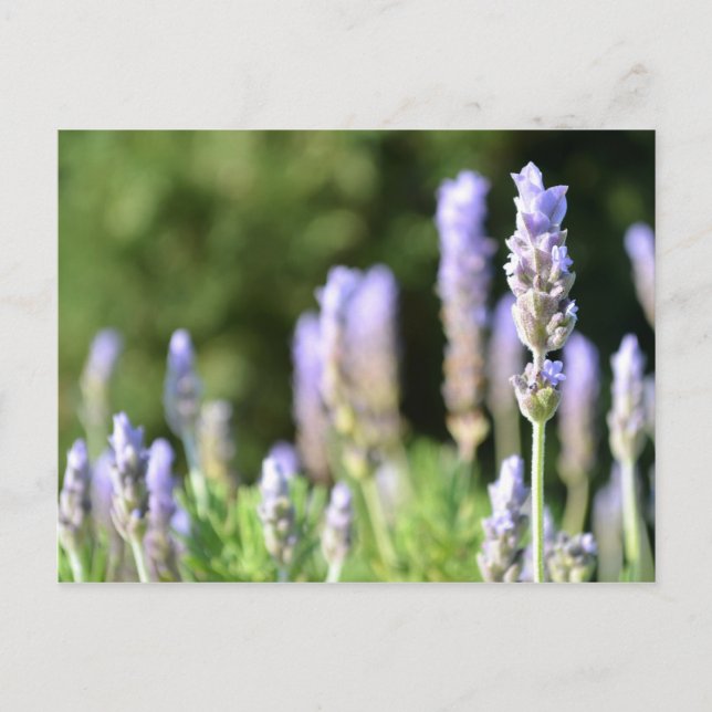 Postal fotográfica de Lavender (Anverso)