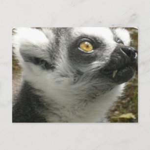 Postal fotográfica de Lemur