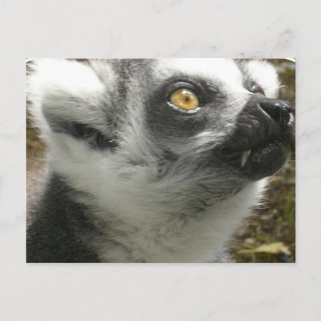 Postal fotográfica de Lemur (Anverso)