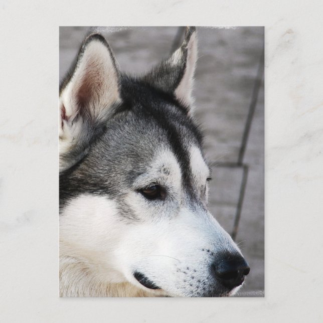 Postal fotográfica de Malamute (Anverso)