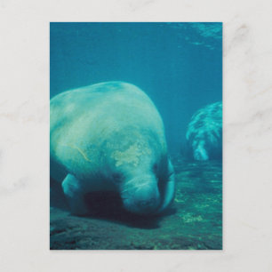 Postal fotográfica de Manatee