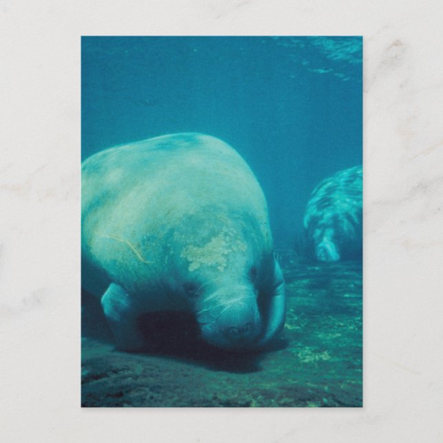 Postal fotográfica de Manatee (Anverso)