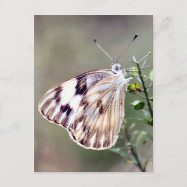 Postal fotográfica de mariposa blanca compacta (Anverso)