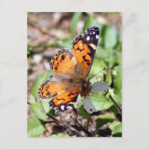 Postal fotográfica de mariposa de naranja Brown