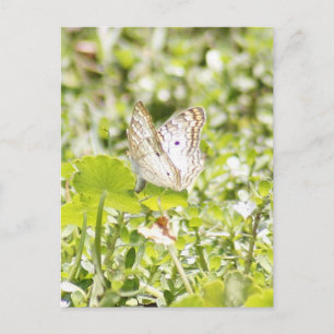 Postal fotográfica de mariposa de pavo real blanca
