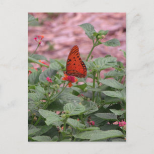 Postal fotográfica de mariposa naranja
