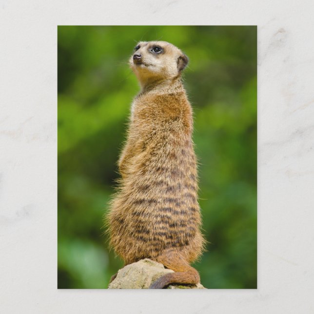 Postal fotográfica de Meerkat (Anverso)