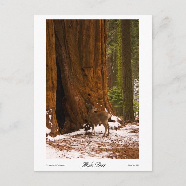 Postal fotográfica de Mule Deer (Anverso)