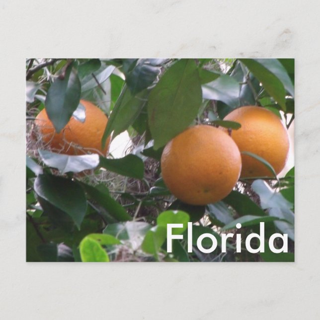 Postal fotográfica de naranjas (Anverso)