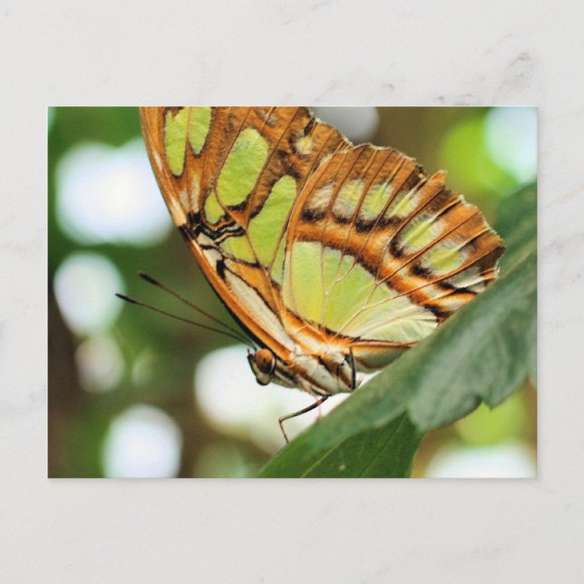 Postal fotográfica de naturaleza sobre observación (Anverso)
