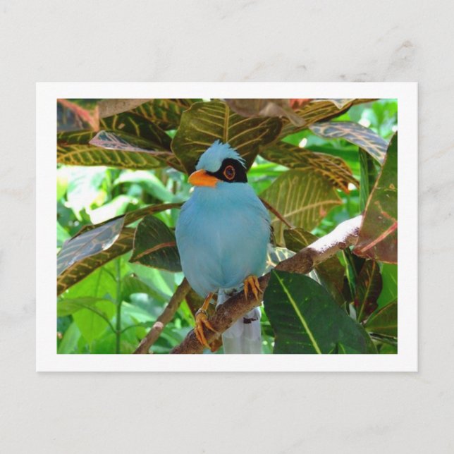 Postal fotográfica de pájaro azul (Anverso)