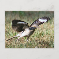 Postal fotográfica de pájaro de burla