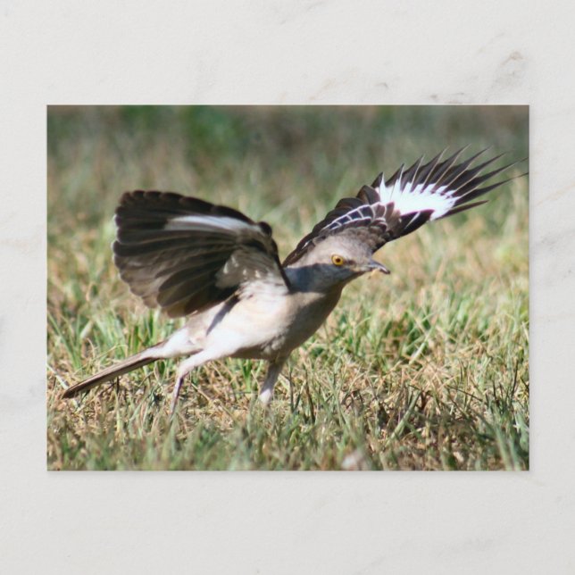 Postal fotográfica de pájaro de burla (Anverso)