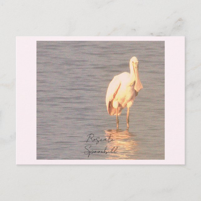 Postal fotográfica de pájaro Roseate Spoonbill (Anverso)