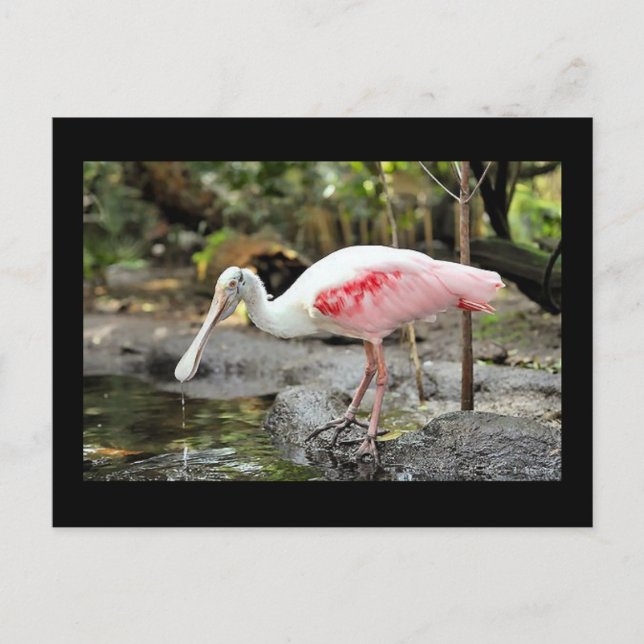 Postal fotográfica de pájaro Roseate Spoonbill (Anverso)