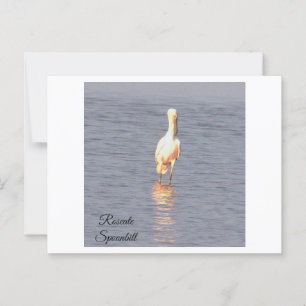 Postal fotográfica de pájaro Roseate Spoonbill