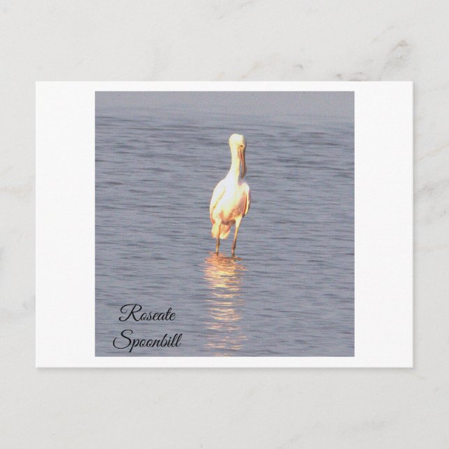 Postal fotográfica de pájaro Roseate Spoonbill (Anverso)