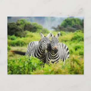 Postal fotográfica de Pareja de Cebras