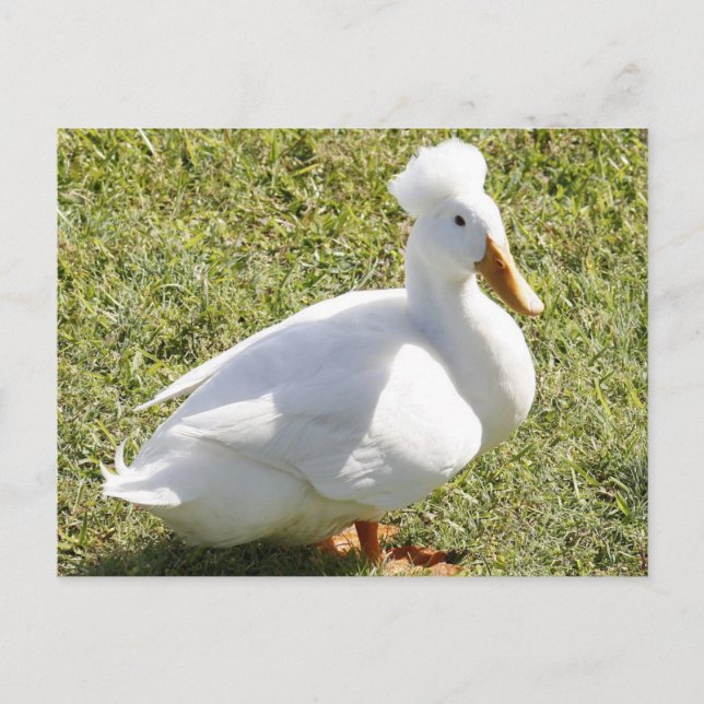Postal fotográfica de pato con cresta blanca (Anverso)