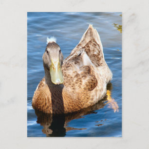Postal fotográfica de pato reposado