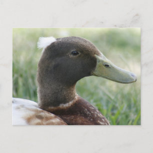 Postal fotográfica de pato reposado
