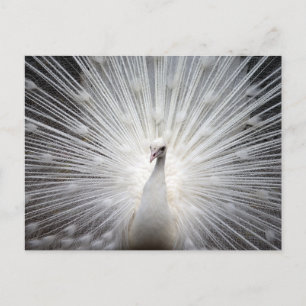 Postal fotográfica de Peacock blanco