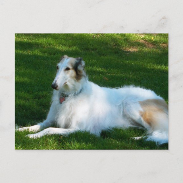 Postal fotográfica de perro "Borzoi" (Anverso)