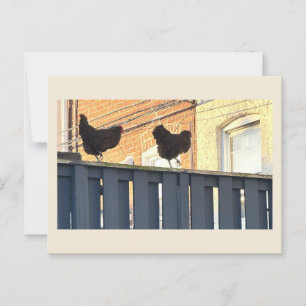 Postal fotográfica de pollo
