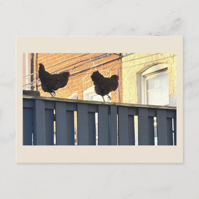 Postal fotográfica de pollo (Anverso)