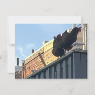 Postal fotográfica de pollo