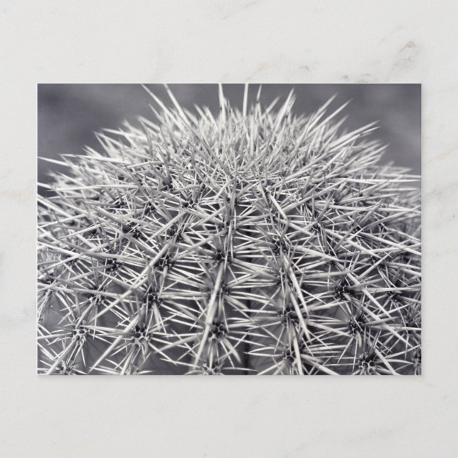 Postal fotográfica de Pricky Cactus Sonoran Desert (Anverso)