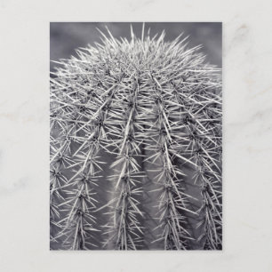 Postal fotográfica de Pricky Cactus Sonoran Desert