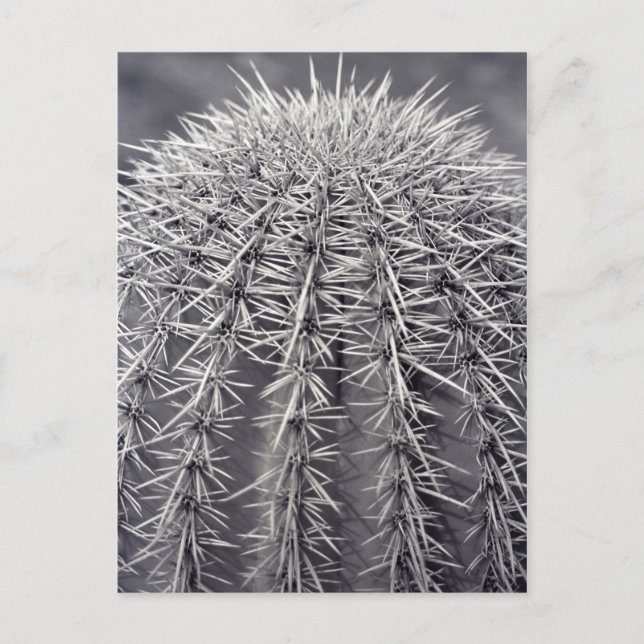 Postal fotográfica de Pricky Cactus Sonoran Desert (Anverso)
