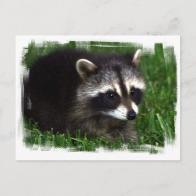 Postal fotográfica de Raccoon (Anverso)