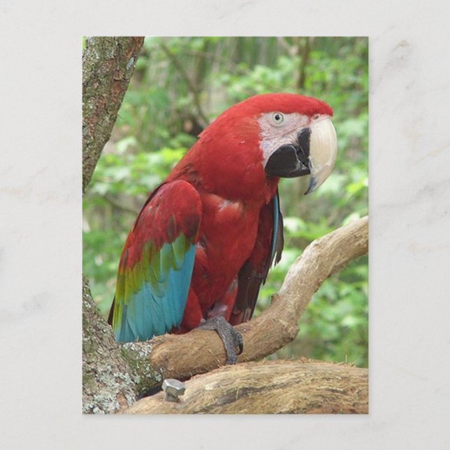 Postal fotográfica de Scarlet Macaw (Anverso)