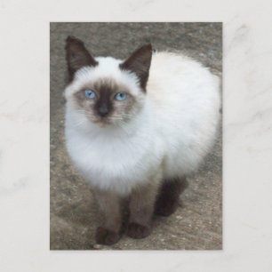 Postal fotográfica de Siamese Kitten