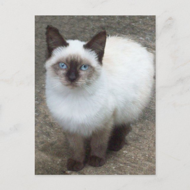 Postal fotográfica de Siamese Kitten (Anverso)