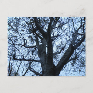 Postal fotográfica de silueta de árbol
