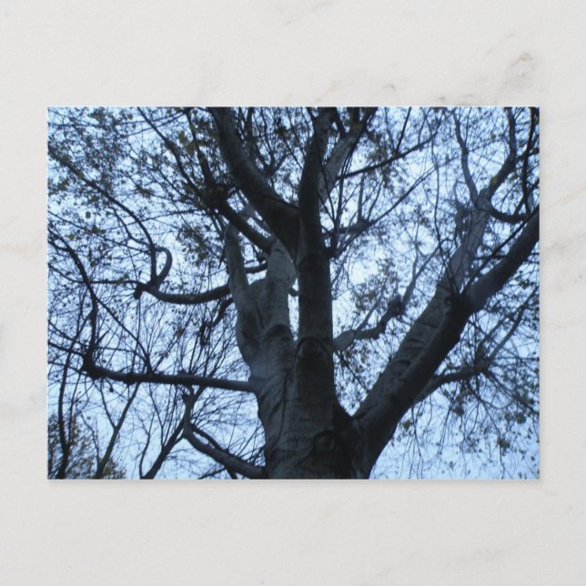 Postal fotográfica de silueta de árbol (Anverso)