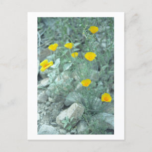 Postal fotográfica de Sonoran Arizona, primavera d