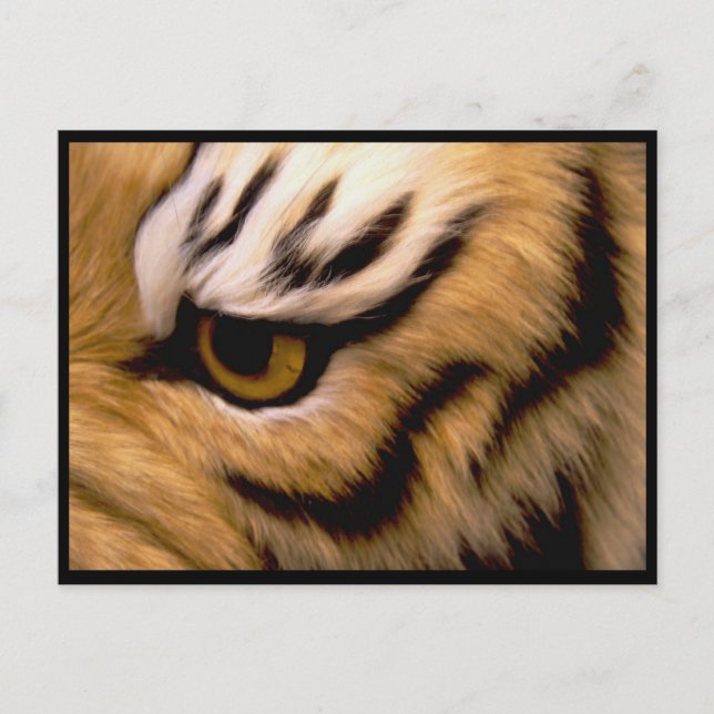 Postal fotográfica de tigre (Anverso)