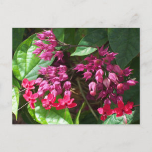 Postal fotográfica del corazón sangrado rojo