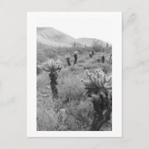 Postal fotográfica del desierto de Cholla Cactus