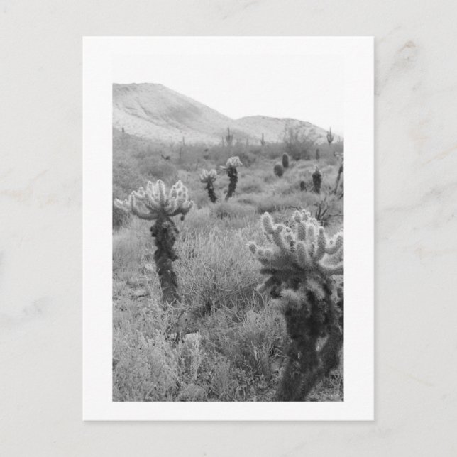 Postal fotográfica del desierto de Cholla Cactus (Anverso)
