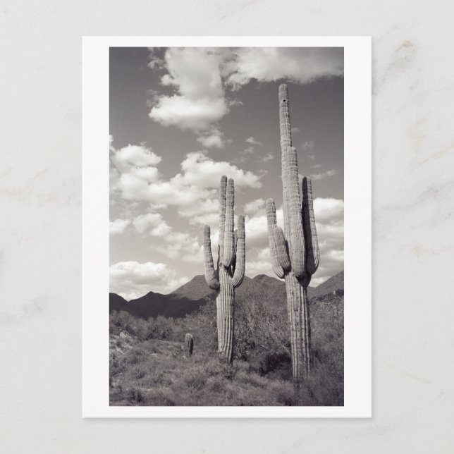 Postal fotográfica del desierto de Saguaro Cactus  (Anverso)