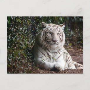 Postal fotográfica del tigre blanco de Bengala